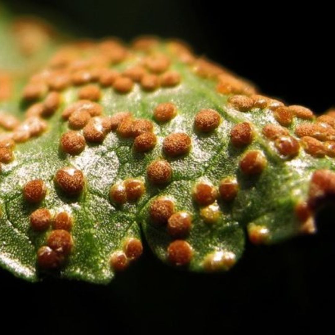 hongos en las plantas